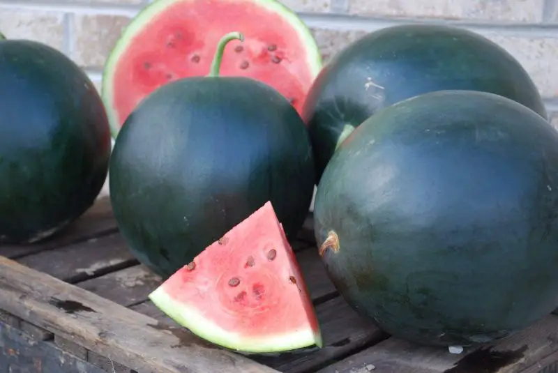 Types of Watermelon Plants