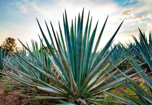 Blue Agave Plants