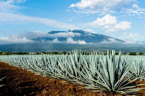 Blue Agave Plants