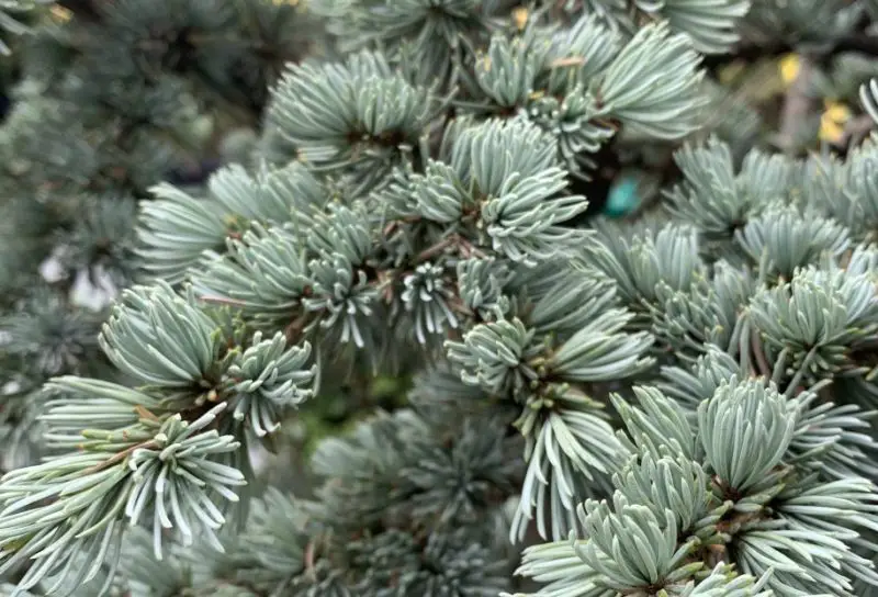 Types of Cedar Trees