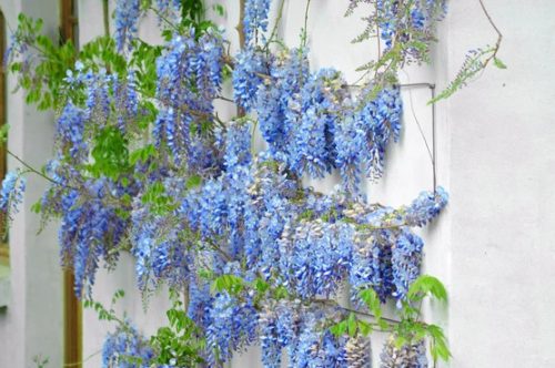Blue Chinese Wisteria Tree
