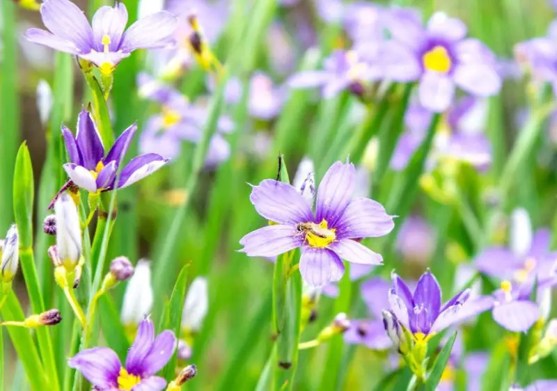 Wildflowers in California