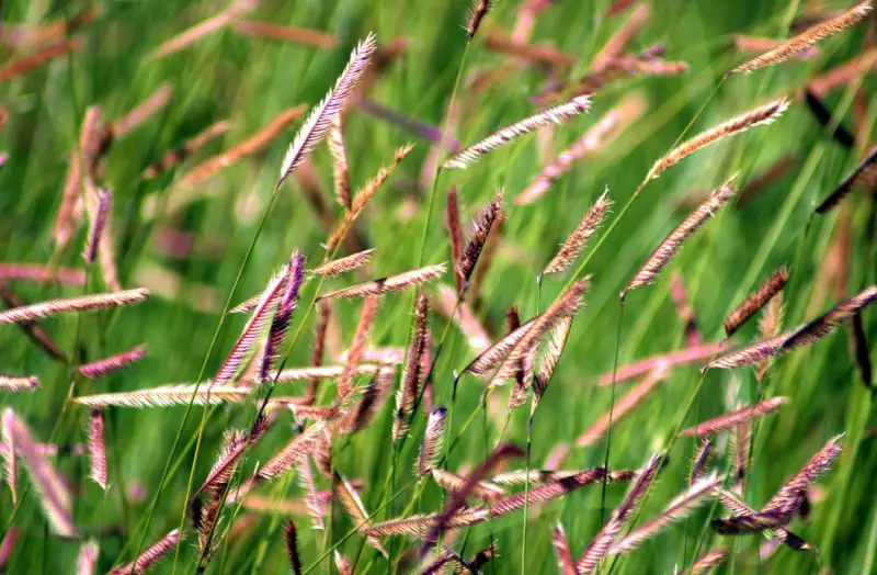 Types of Grass in Florida
