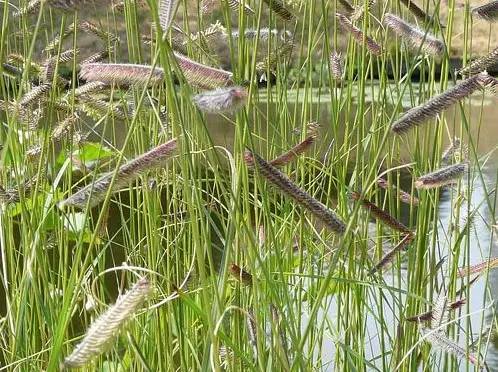 California Native Grasses