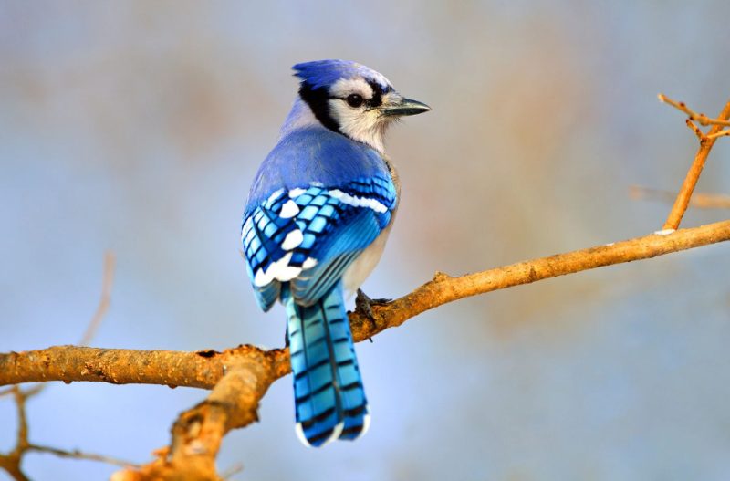 Blue Jays in Florida