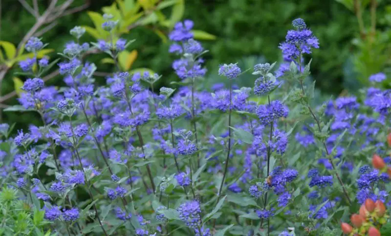 Shrubs with Purple Flowers