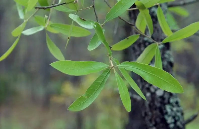 Types of Oak Trees in Texas