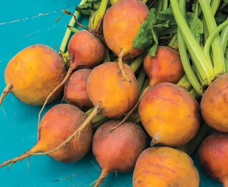 Boldor Beets