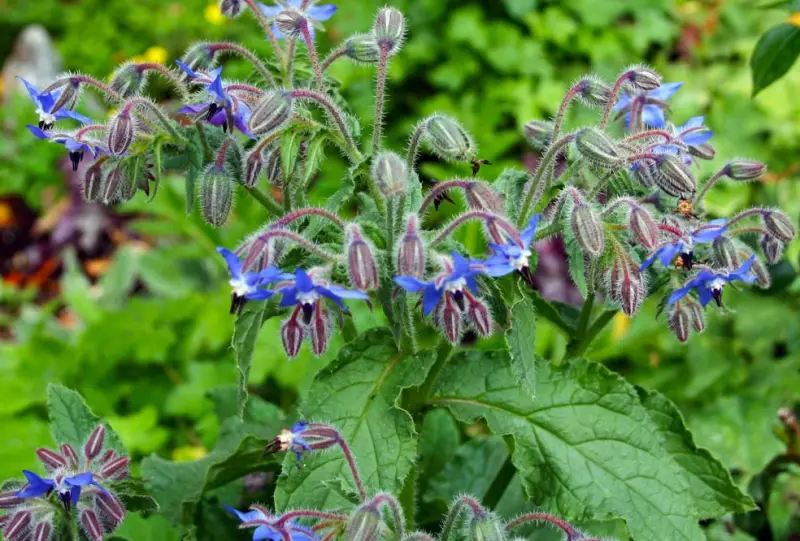 borage-800x541-1 Plants That Repel Flies