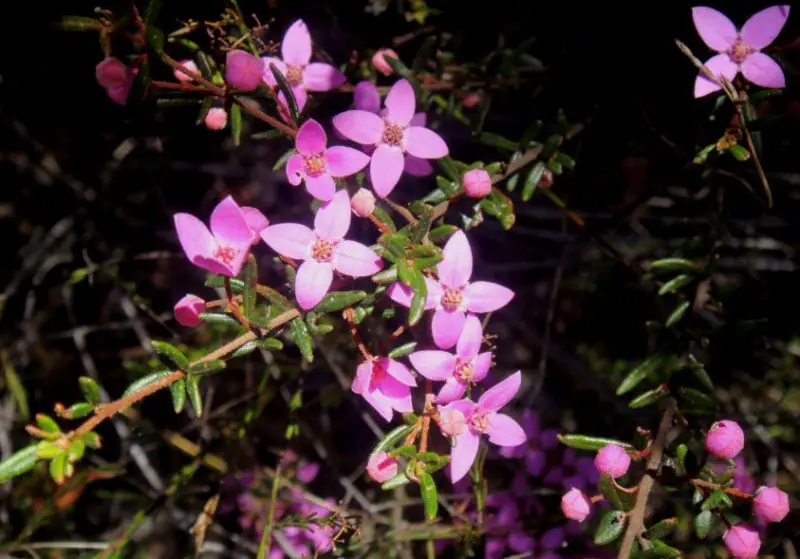 Flowers That Smell Good