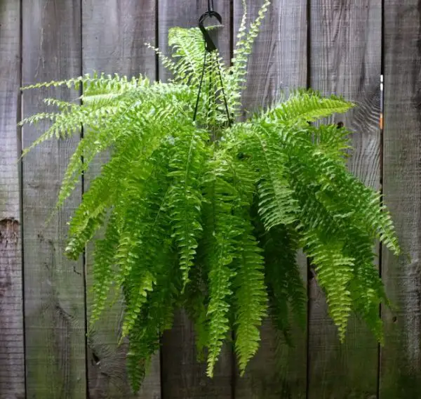 Pet Safe House Plants