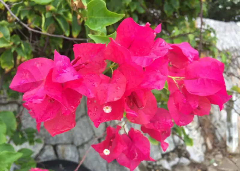 Florida Full Sun Plants