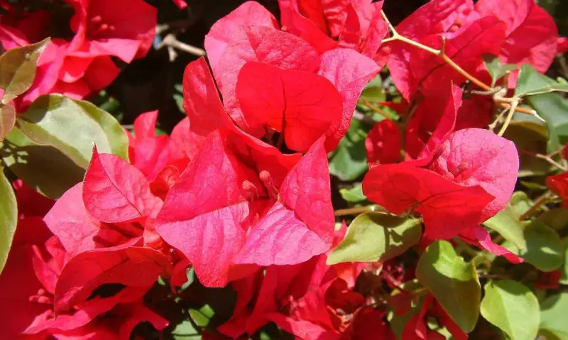 Shrubs with Red Flowers