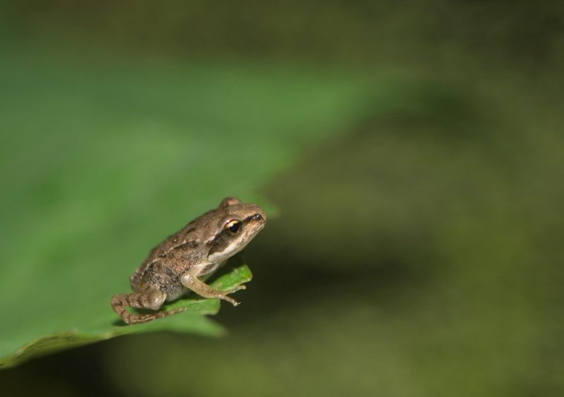 Smaller Than a Coin and Missing Lungs: Brazil’s Strangest Frog