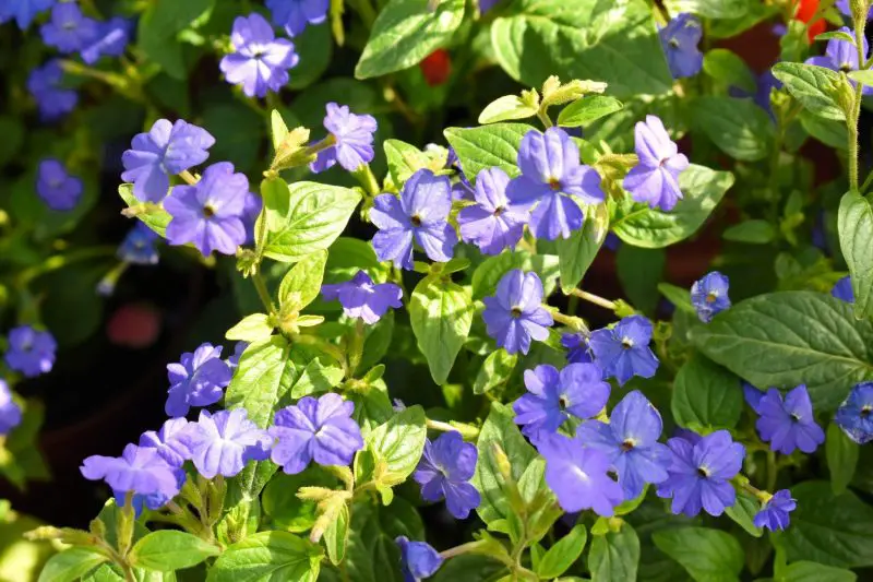 Shrubs with Purple Flowers