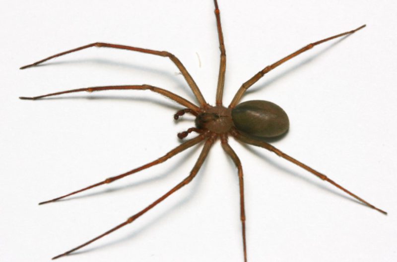 Dangerous Bugs in Michigan