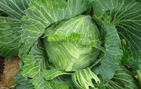25 Types of Cabbages (With Pictures)