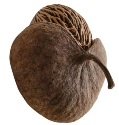 Seeds that Look Like a Brain