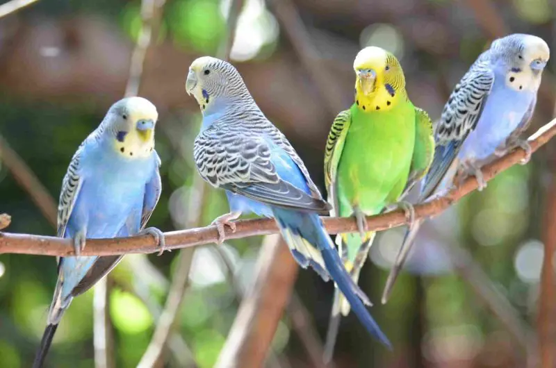 Budgie Care in Michigan
