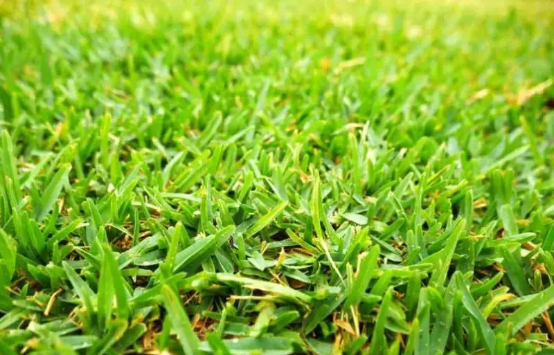 Types of Grass in Florida