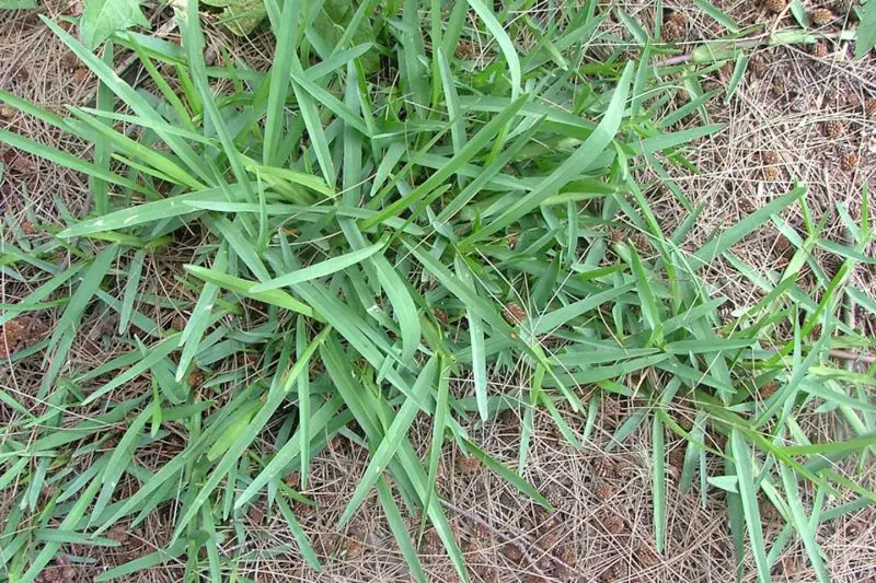 Types of Grass in Texas