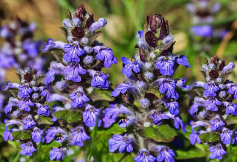 Weeds with Purple Flowers