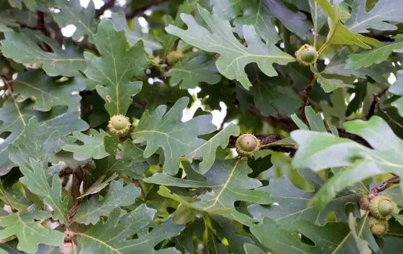 Types of Oak Trees in Texas
