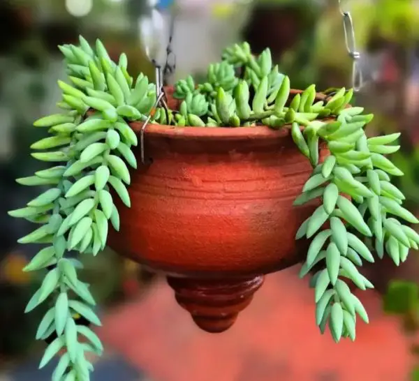 Pet Safe House Plants