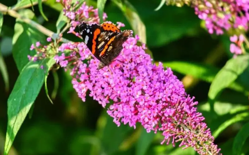 Flowers That Bloom in Spring