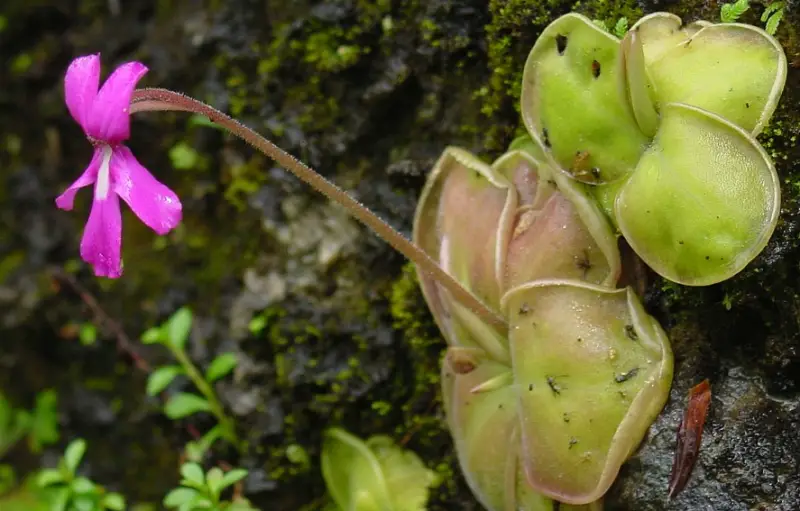 butterwort-pinguicula-moranensis-800x511-1 Plants That Repel Flies