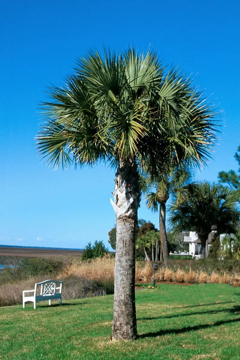 Types of Palm Trees in Florida