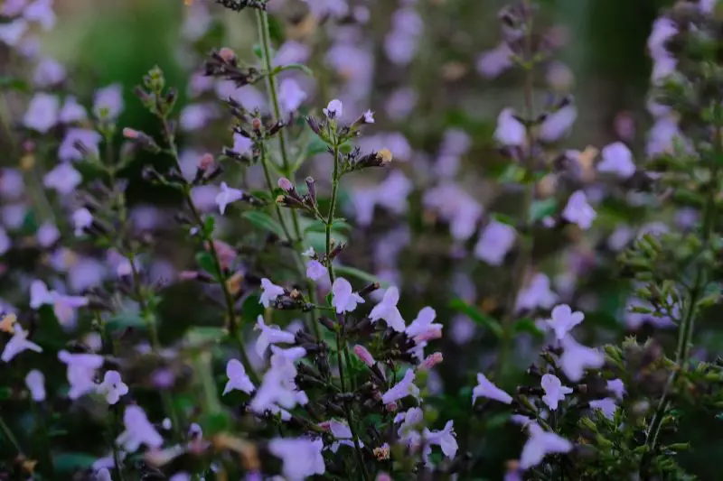 Shrubs with Purple Flowers