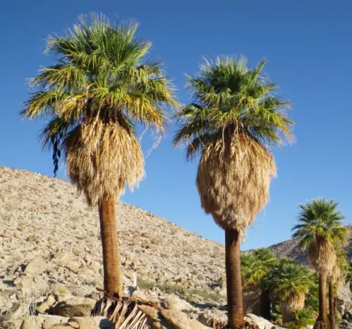 california-fan-palm-washingtonia-filifera-500x467-1 California Fan Palm (Washingtonia filifera)