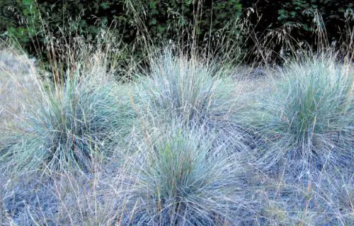 California Native Grasses