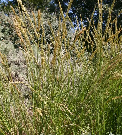 California Native Grasses