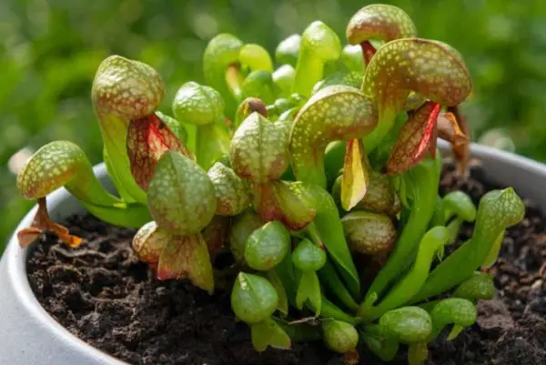 Pet Safe House Plants