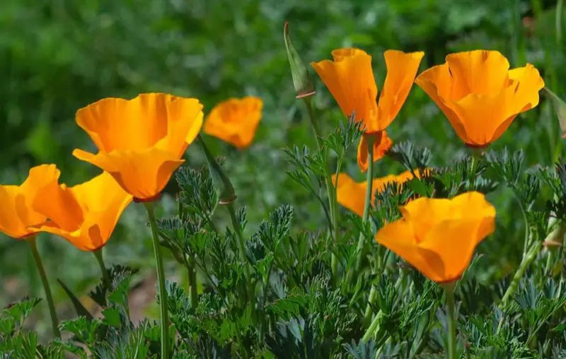 wildflowers in California