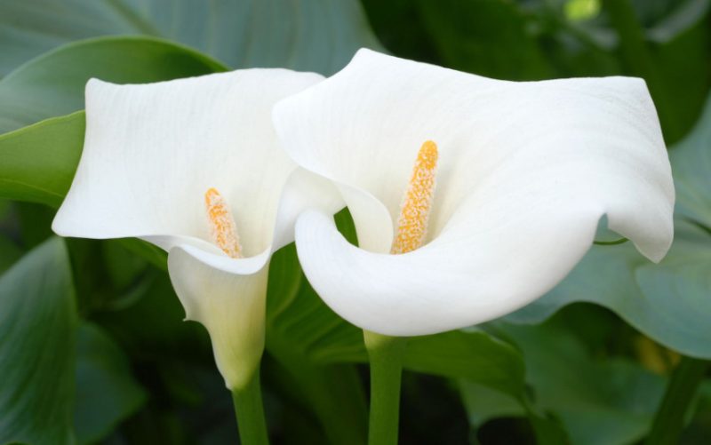 calla-lily-800x501-1 Flowers That Are Toxic to Cats