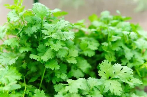 Calypso Cilantro