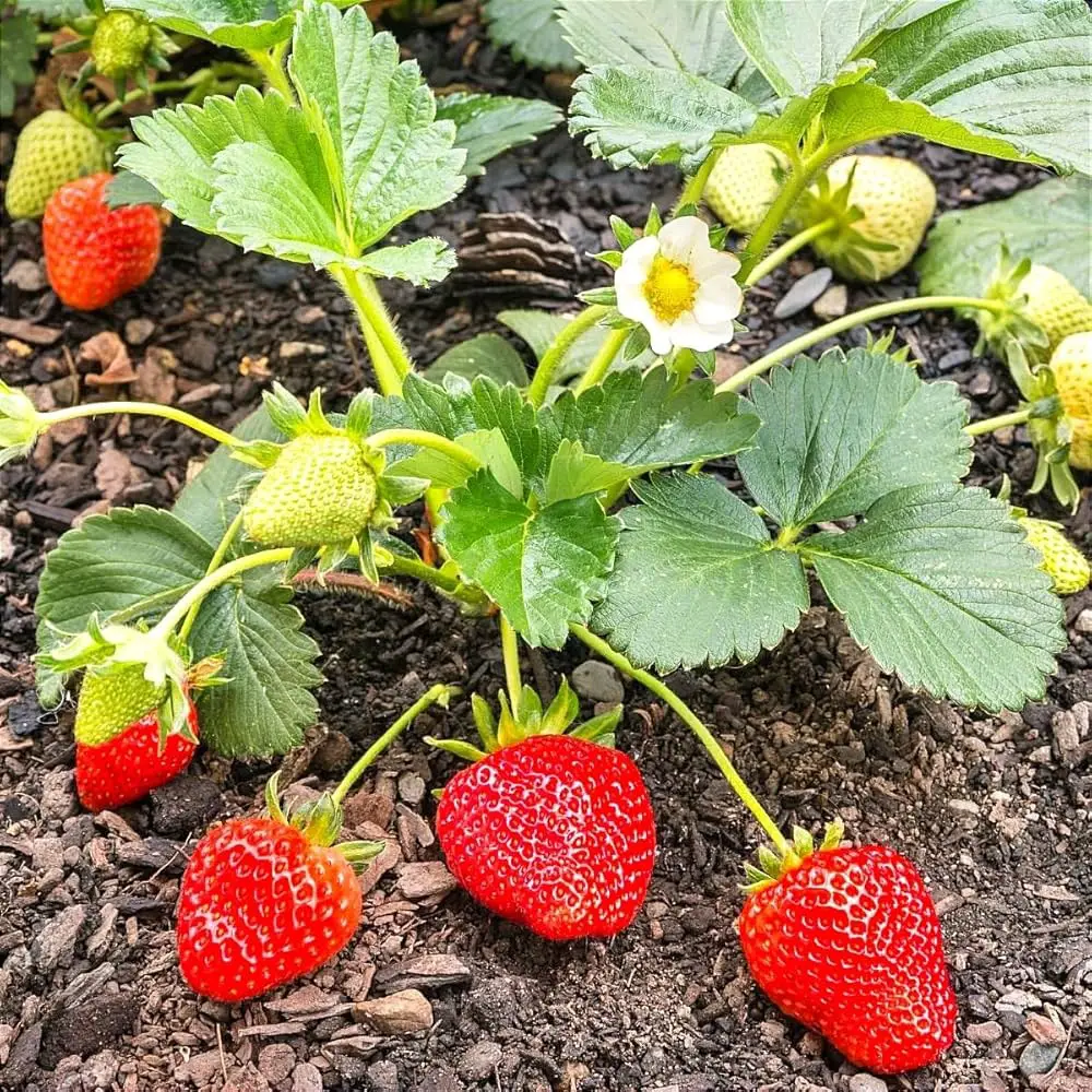 Types of Strawberry Plants