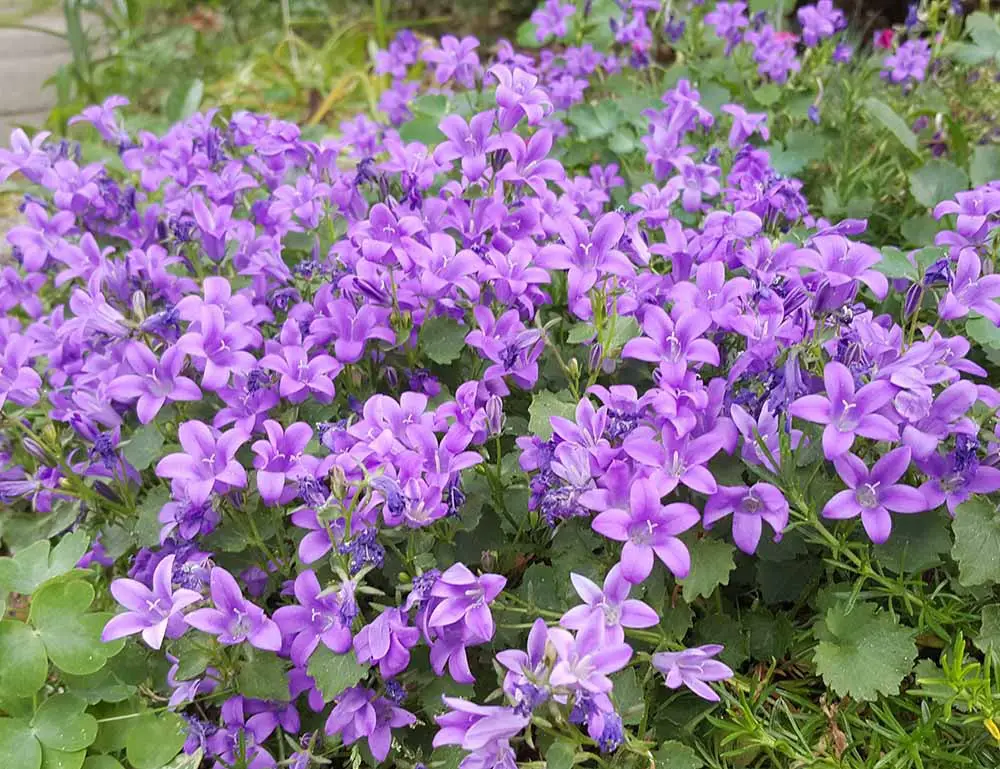 Shrubs with Purple Flowers