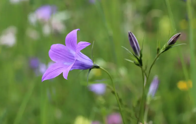 Bell-Shaped Flowers