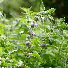 41 Types of Mint Plants (With Pictures)