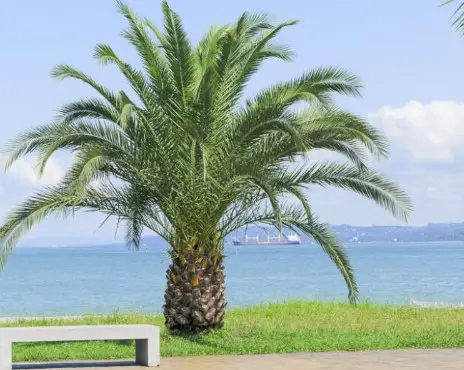 canary-island-date-palm-phoenix-canariensis-1 Canary Island Date Palm (Phoenix canariensis)