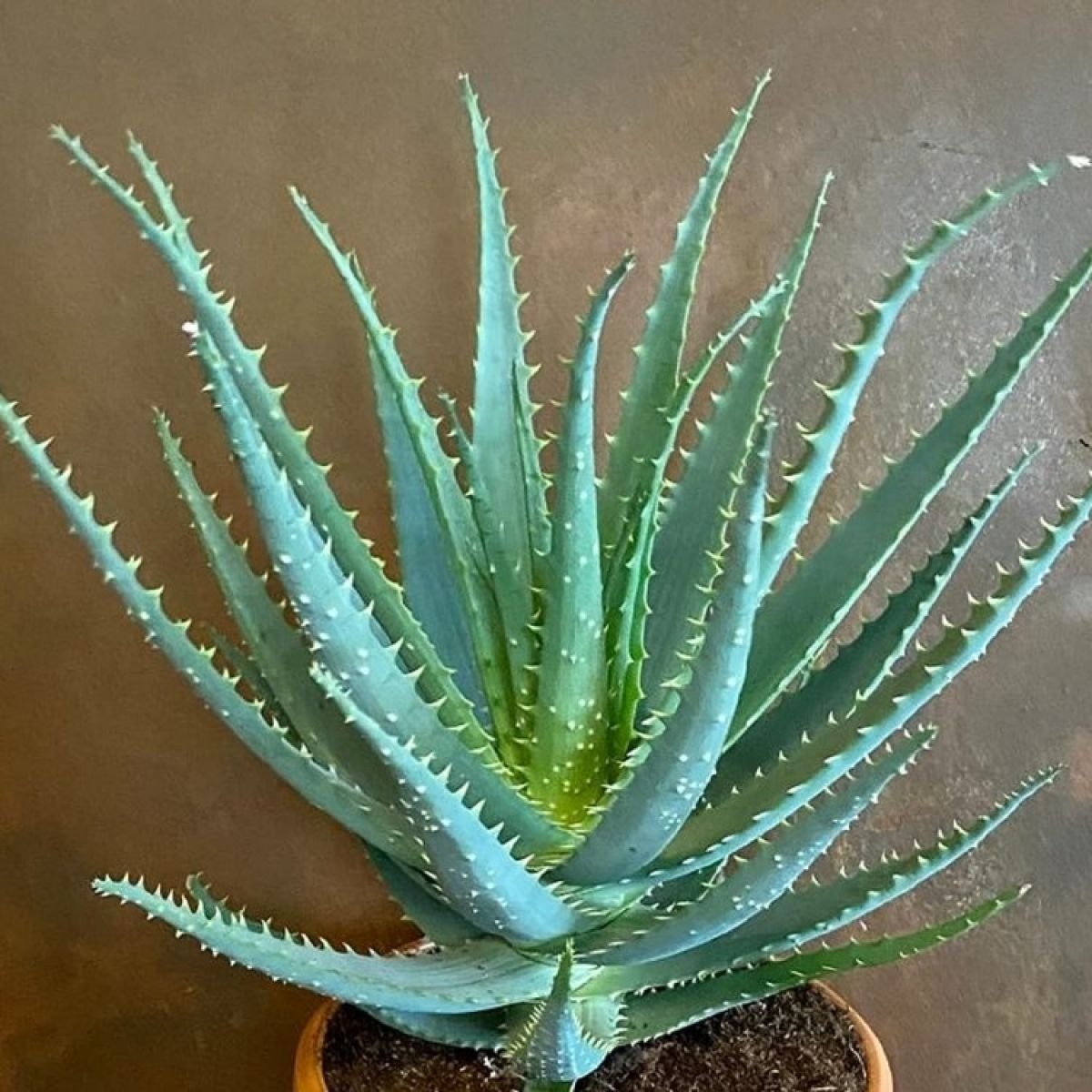 candelabra-aloe-aloe-arborescens Types of Aloe Plants