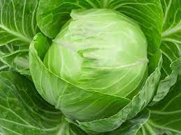 25 Types of Cabbages (With Pictures)