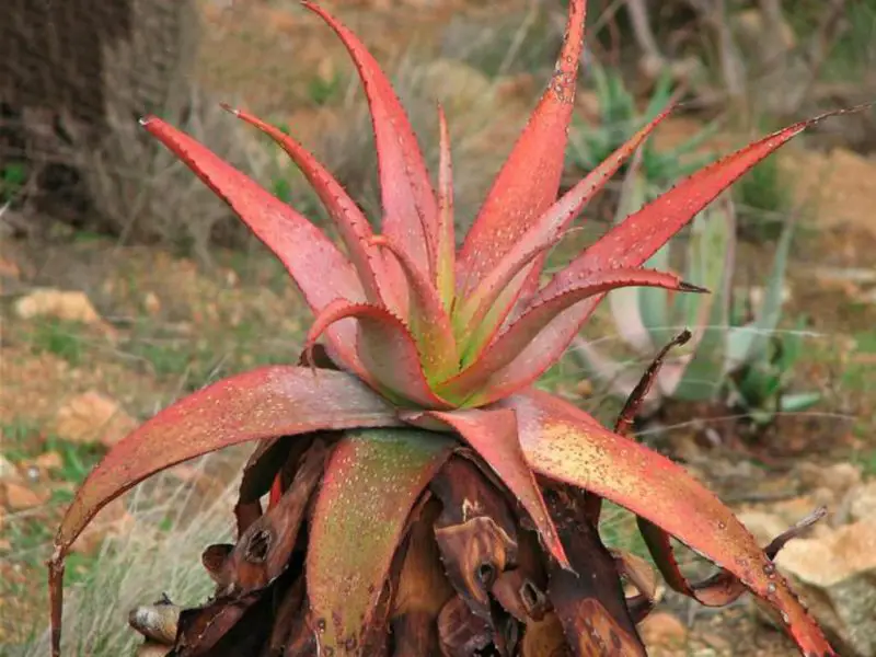 cape-speckled-aloe-aloe-microstigma-800x600-1 Types of Aloe Plants