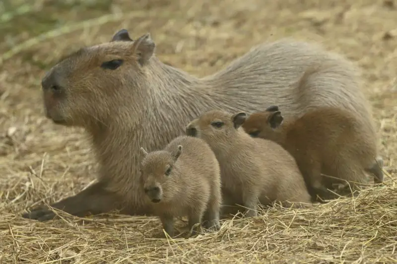 Capybara Meals: What Fuels the World’s Largest Rodent