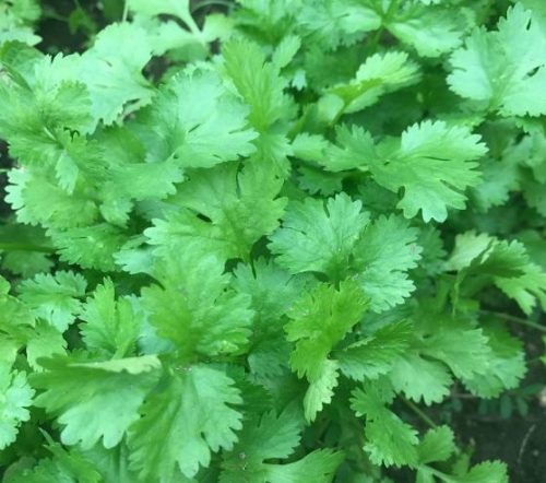 15 Types of Cilantro with Pictures