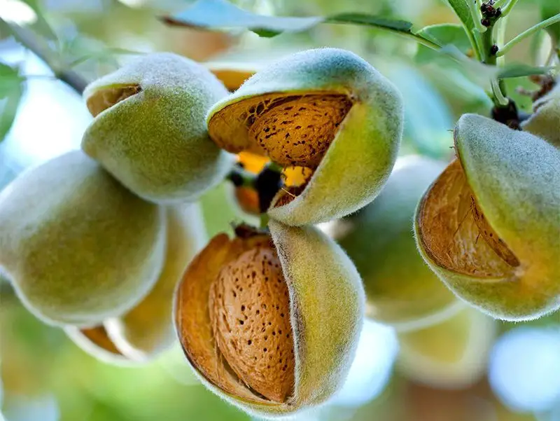 Almond Trees